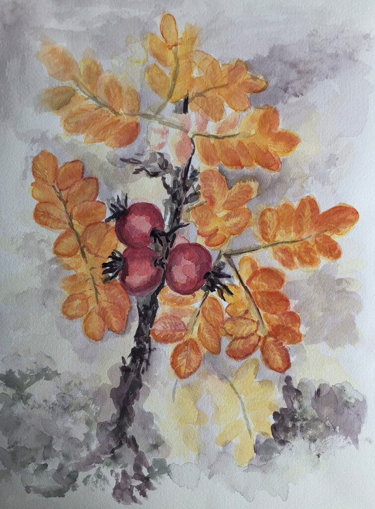 Aquarell-Gemälde "Wilde Hagebutten" aus dem Jahr 2019, erstellt von Gabriela Berger