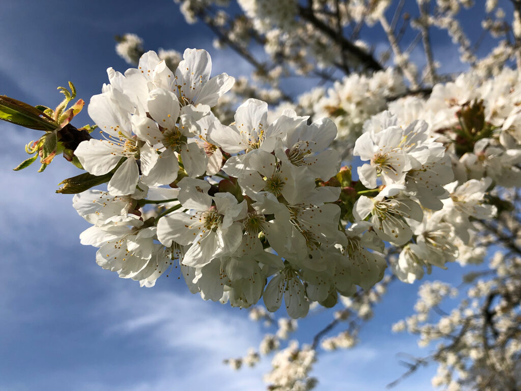 Natur_2019-04-21 16.50.04