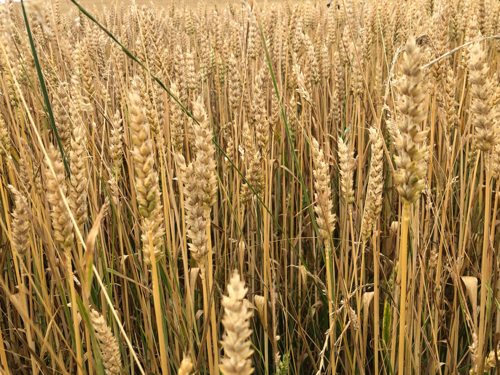Natur_2019-07-11 18.28.59