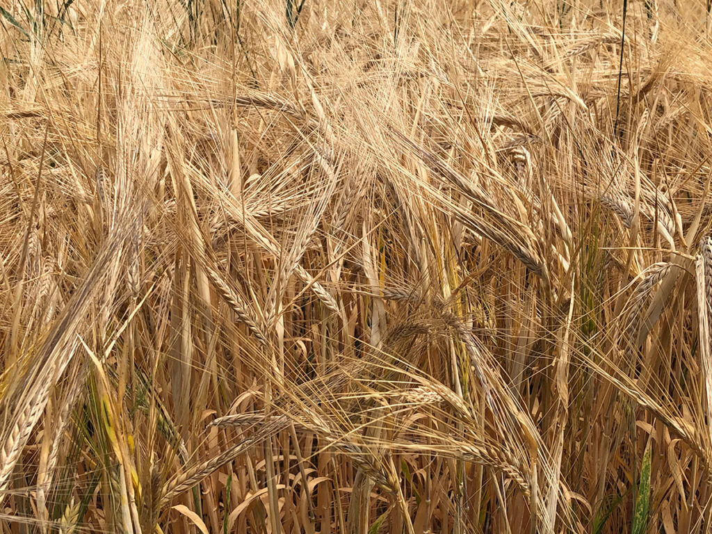 Natur_2019-07-28 12.50.32