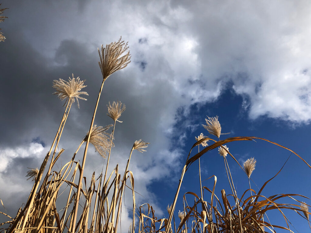 Natur_2020-01-18 13.44.24