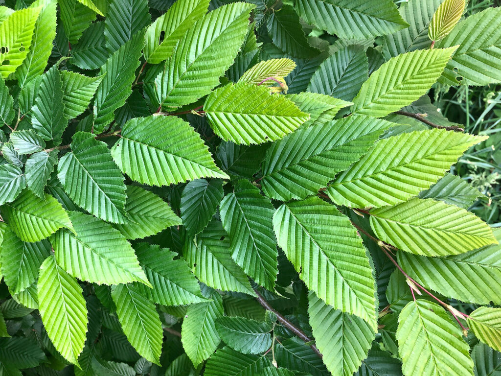 Natur_2020-05-18 19.49.51_quer