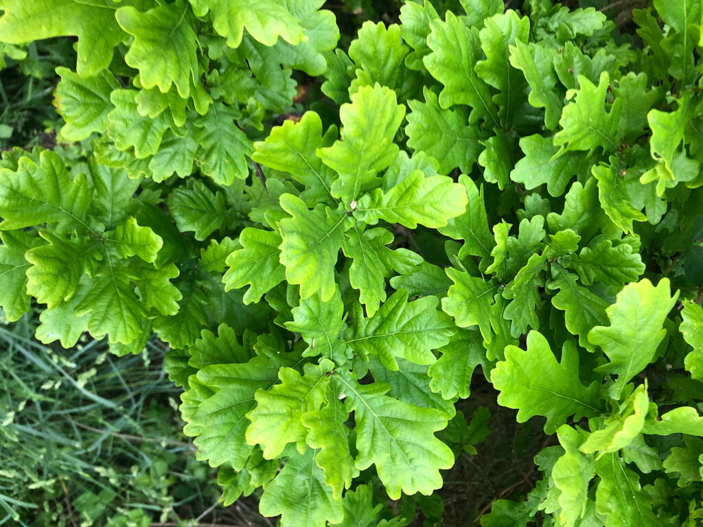 Natur_2020-05-18 19.50.53_quer