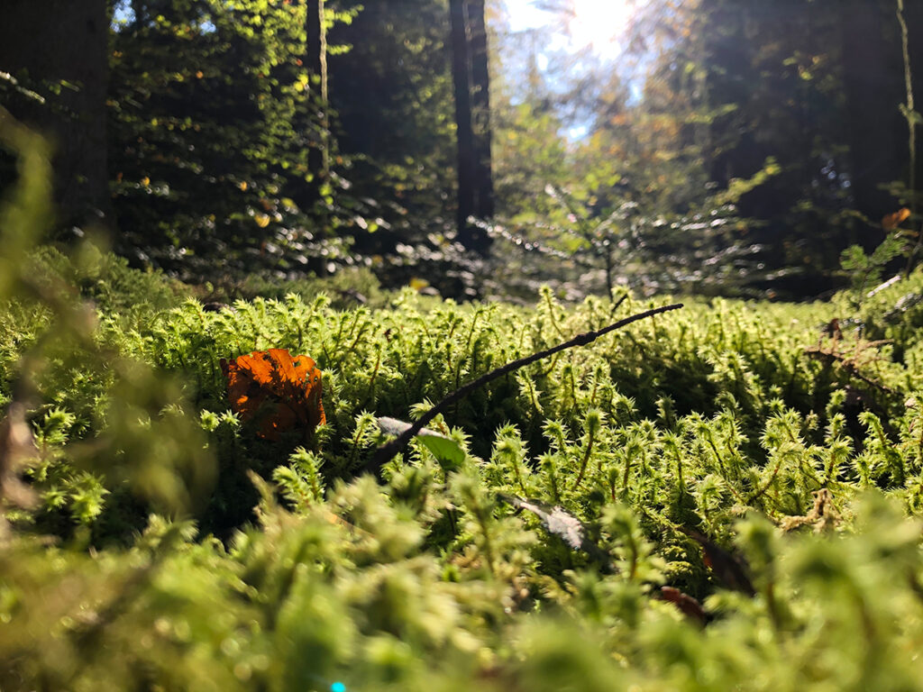 Natur_2020-10-19 14.47.04