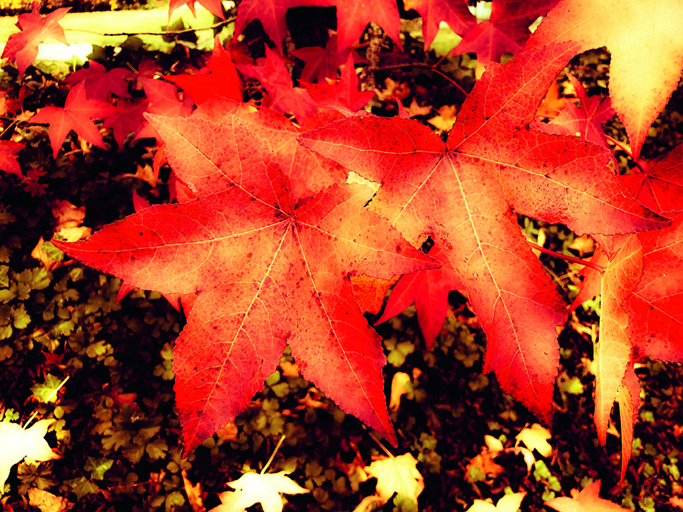 Herbstblaetter